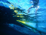 Surfer from Underwater at Motu Hava, Hanga Roa, Easter Island, Valparaiso, Chile Fotografie-Druck von Paul Kennedy