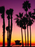 Palm Trees at Sunset, Venice Beach, Los Angeles, Los Angeles, California, USA Photographie par Richard Cummins
