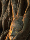 Buddha Head Inbedded in Roots at Wat Phra Mahathat, Ayuthaya, Thailand Fotografisk trykk av Anders Blomqvist Buddha Head Inbedded in Roots at Wat Phra Mahathat, Ayuthaya, Thailand Fotografisk trykk av Anders Blomqvist