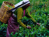 Worker Picking Tea Bushes, Nuwara Eliya, Sri Lanka Lámina fotográfica por Richard I'Anson Worker Picking Tea Bushes, Nuwara Eliya, Sri Lanka Lámina fotográfica por Richard I'Anson