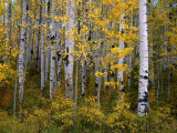 Aspen Trees Near Mcclure Pass in Gunnison National Forest, Gunnison, Colorado, USA Fotografie-Druck von Greg Gawlowski