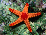 Sea Star (Fromia Monillis) Reprodukcja zdjęcia autor Michael Aw Sea Star (Fromia Monillis) Reprodukcja zdjęcia autor Michael Aw