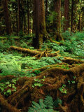 Rainforest Near Lake Quinault, Olympic National Park, Washington, USA Photographie par Roberto Gerometta