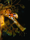 Leafy Sea Dragon (Phycodurus Eques) in Southern Ocean, Kangaroo Island, Australia Photographie par Michael Aw