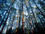 Mountain Ash Forest in Black Spur, Australia Photographic Print by Richard I'Anson Mountain Ash Forest in Black Spur, Australia Photographic Print by Richard I'Anson
