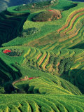 Landscape of Rice Terraces with Red Peppers Drying in Long Ji, Guangxi, China Photographie par Keren Su