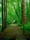 Pathway Through Forest at Chateau De Canon, Basse-Normandy, France Photographic Print by Diana Mayfield