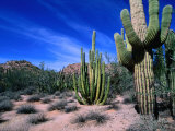 Saguaro Forest, Organ Pipe Cactus National Monument in the Sonoran Desert, Arizona, USA Photographic Print by Carol Polich