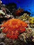 Crown of Thorns Starfish at Stingray Station, Red Sea, Suez, Egypt Photographic Print by Mark Webster