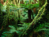 Trees and Ferns in Beech Forest, Oparara, New Zealand Photographic Print by Oliver Strewe