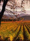 Autumn at Stelling Vineyard, Oakville, Napa Valley, USA Photographie par Wes Walker