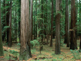 Séquoias en bordure de l'autoroute 101, parc national de Redwoods, Etats-Unis Photographie par John Elk III