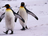 King Penguins (Aptenodytes Patagonicus) Walking, Antarctica Photographic Print by Jonathan Chester