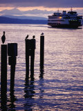 Wa State Ferry Coming in to Dock, Seattle, Washington, USA Photographic Print by Lawrence Worcester