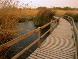Raised Walkway Through Marshlands, Azraq Wetlands Reserve, Amman, Jordan Photographie par Mark Daffey