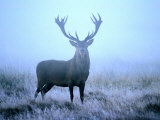 Red Deer (Cervus Elephus) at Dawn, Looking at Camera, United Kingdom Fotografisk tryk af David Tipling