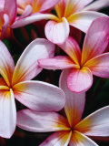 Frangipani Flowers, New Caledonia Photographie par Jean-Bernard Carillet
