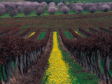 Vineyards and Almond Trees in the Mclaren Vale District, Australia Photographic Print by Diana Mayfield
