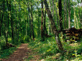 Track Through Forest at Chateau De Villandry in the Loire Valley, Villandry, France Photographic Print by Diana Mayfield