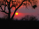 African Sunset, Kruger National Park, Kruger National Park, Mpumalanga, South Africa Photographic Print by Carol Polich