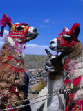Llamas in Full Dress from the Alto Plano (High Plain) Region, Puno, Peru Fotografie-Druck von Wes Walker