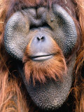 Mark Newman - Orangutan (Pongo Pygmaeus), Indonesia Fotografická reprodukce Mark Newman - Orangutan (Pongo Pygmaeus), Indonesia Fotografická reprodukce