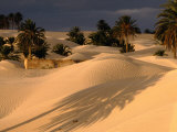 Palm Trees and Sand Dunes, Douz, Tunisia Photographic Print by Wayne Walton