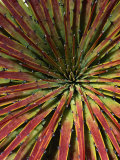 Detail of Spiky-Leafed Puya (Bromeliad), Cajas National Park, Azuay, Ecuador Photographie par Grant Dixon