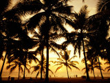 Palms in Evening on Kovalam Beach, Kovalam, Kerala, India Photographic Print by Greg Elms