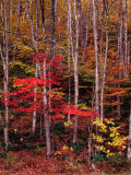 Wonderful Autumn Colours of Green Mountains in Vermont, Vermont, USA Photographic Print by Wes Walker