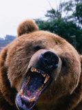 Grizzly Bear (Ursus Arctos), Denali National Park & Preserve, Alaska, USA Photographie par Mark Newman