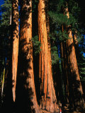 Sequoia Trees and Woman, Sequoia National Park, USA Photographie par Kraig Lieb
