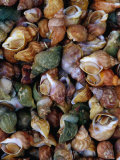 Whelks on Sale at a Seafood Market, Treguier, Brittany, France Fotografie-Druck von Jean-Bernard Carillet