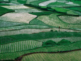 Landscape of Rice Paddies,Guizhou, China Photographie par Keren Su