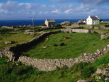 Farm at Inishmore, Ireland Photographic Print by Wayne Walton