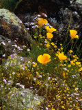 Yellow California Poppy in the North Coast Range of California, California, USA Photographie par Wes Walker