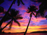 Palm Trees at Sunset, Marovo Lagoon, Solomon Islands Fotografie-Druck von Peter Hendrie