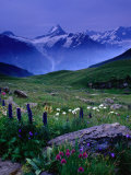 Alpine Flowers Beneath the Schreckhorn, Grindelwald, Bern, Switzerland Photographic Print by Gareth McCormack
