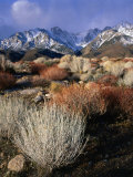 Mountains and Desert Flora in the Owens Valley, Inyo National Forest, California, USA Photographie par Wes Walker