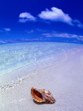 Shell on Beach, Fish-Eye, Cook Islands Photographie par Peter Hendrie