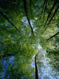 Beechtrees (Fagus Sylvatica), Sodersen National Park, Sweden Photographic Print by Anders Blomqvist