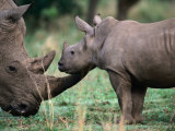 White Rhinceros with Young, Tala Private Game Reserve, Kwazulu-Natal, South Africa Photographic Print by Carol Polich
