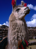 Lama décoré, Cuzco, Pérou Photographie par Grant Dixon