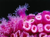 Jewel Anemones Cover the Rails of Rainbow Warrior Ship Near Cavalli Islands, New Zealand Fotografie-Druck von Jenny & Tony Enderby