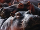 Lawrence Worcester - Close Up of Hippo Herd (Hippopotamus Amphibius), Lake Manyara National Park, Arusha, Tanzania - Fotografik Baskı Lawrence Worcester - Close Up of Hippo Herd (Hippopotamus Amphibius), Lake Manyara National Park, Arusha, Tanzania - Fotografik Baskı