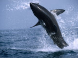 Great White Shark (Carcharodon Carcharias) Jumping out of the Water, False Bay, South Africa Fotografie-Druck von Andrew Parkinson