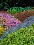 Flowering Heathers at Thompson Gardens, Mendocino, California, USA Photographie par Wes Walker
