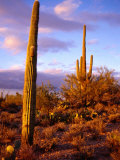 Cacti with Clouds in Background, Saguaro National Park, USA Photographic Print by Charlotte Hindle
