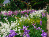 Monet's Flower Garden, Giverny, Haute-Normandy, France Photographic Print by Diana Mayfield Monet's Flower Garden, Giverny, Haute-Normandy, France Photographic Print by Diana Mayfield