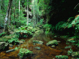 Temperate Rainforest at Greaves Creek, Feature of Grand Canyon Walk Blue Mountains NP, Australia Fotografie-Druck von Ross Barnett
